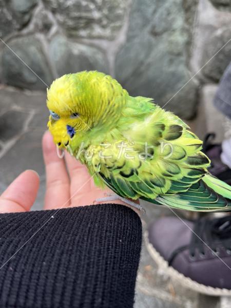保護鳥の写真
