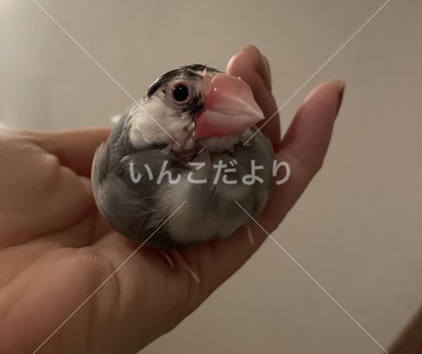 迷い鳥の写真