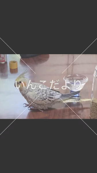 迷い鳥の写真