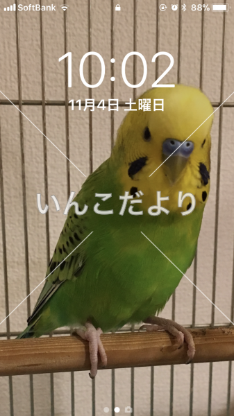 迷い鳥の写真