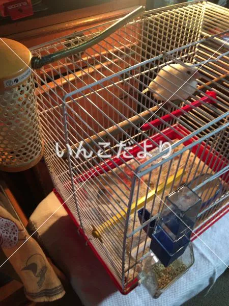 保護鳥の写真
