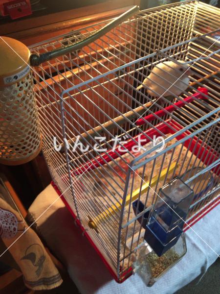 保護鳥の写真
