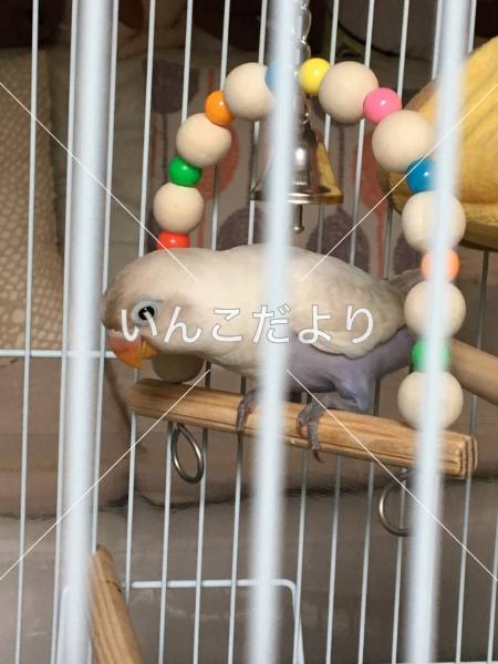 迷い鳥の写真