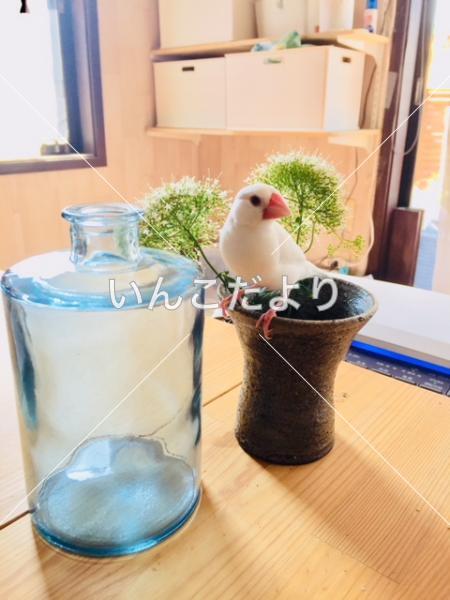 迷い鳥の写真