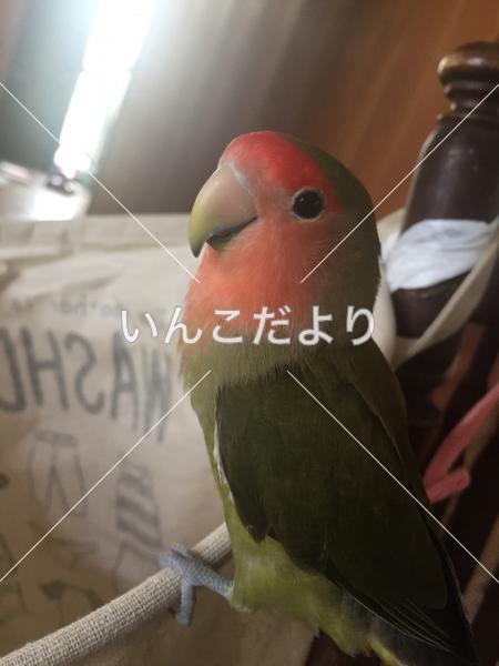 迷い鳥の写真