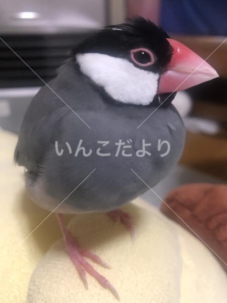 迷い鳥の写真