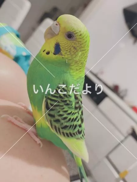 迷い鳥の写真