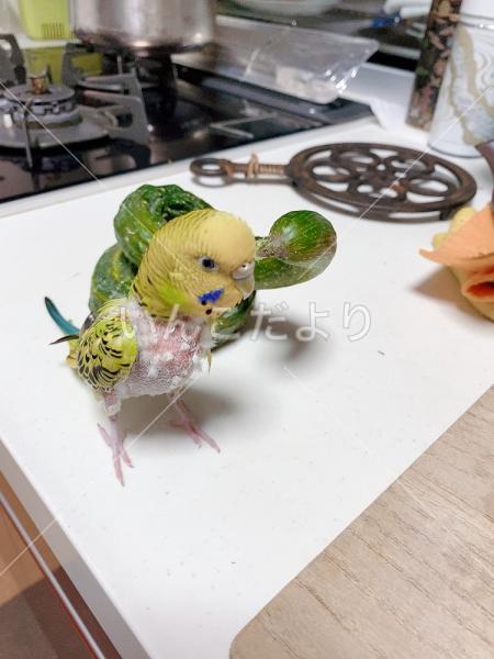 迷い鳥の写真