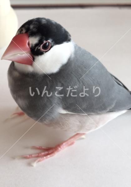 迷い鳥の写真