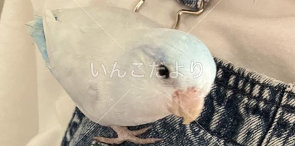 迷い鳥の写真