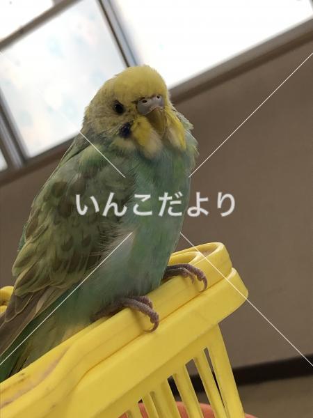 保護鳥の写真