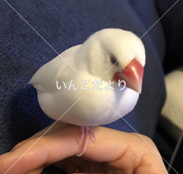 迷い鳥の写真