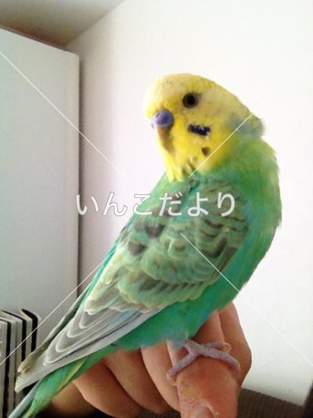 迷い鳥の写真