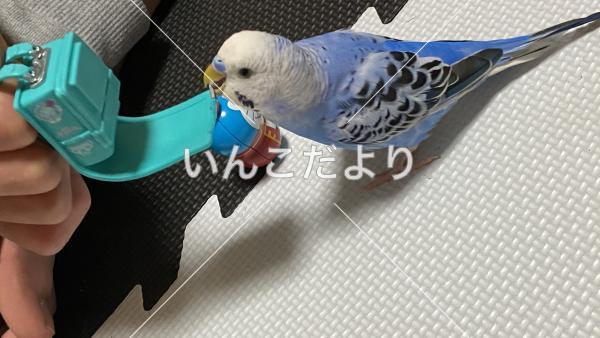 迷い鳥の写真