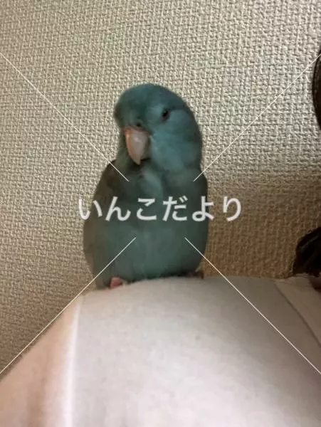 迷い鳥の写真