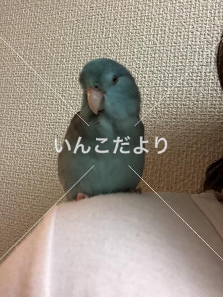 迷い鳥の写真