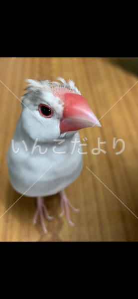 迷い鳥の写真