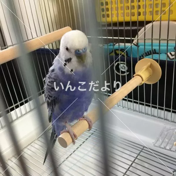 保護鳥の写真
