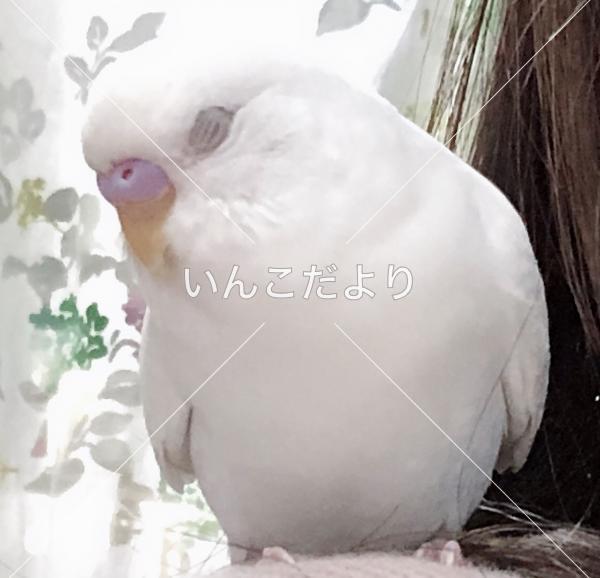 迷い鳥の写真