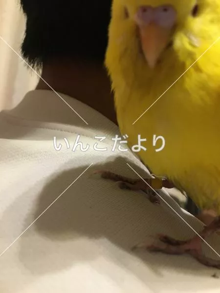 保護鳥の写真