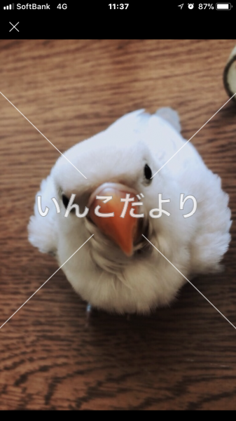 迷い鳥の写真