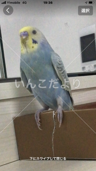迷い鳥の写真