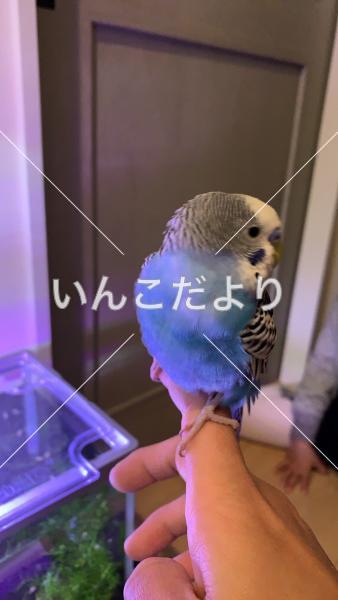 保護鳥の写真
