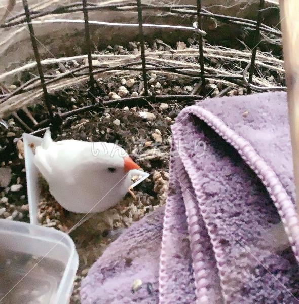 保護鳥の写真