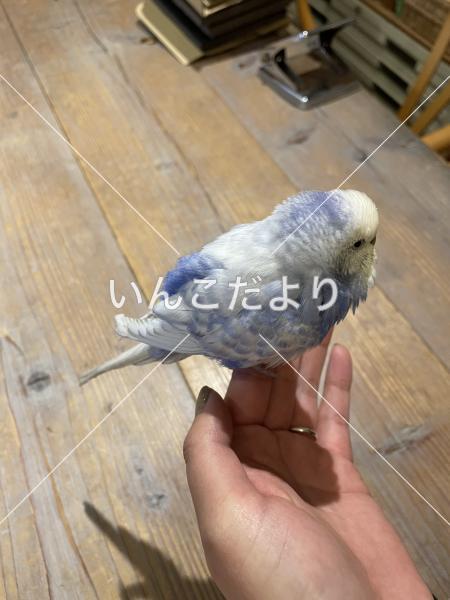 迷い鳥の写真