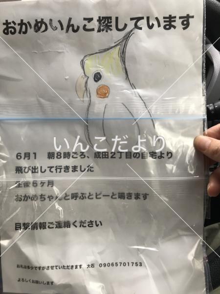 迷い鳥の写真