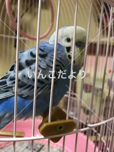 保護鳥の写真