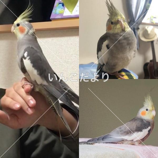 迷い鳥の写真