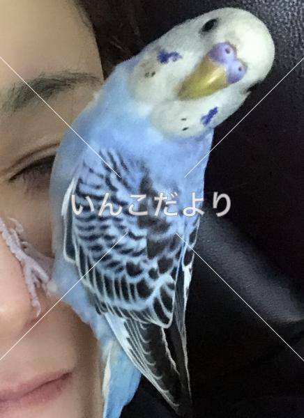 迷い鳥の写真