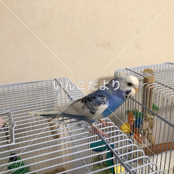 迷い鳥の写真