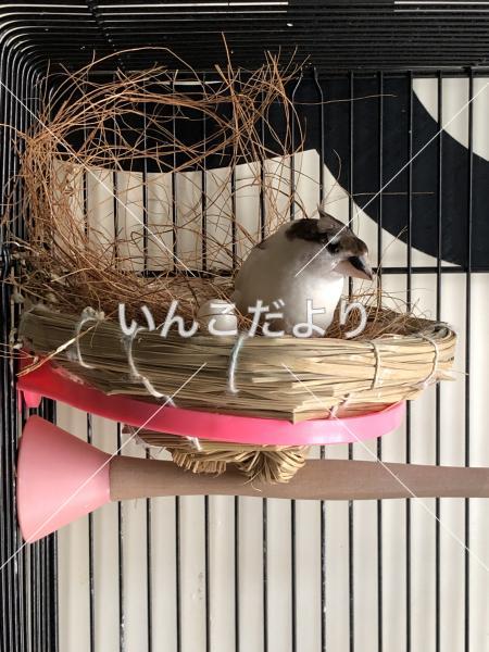 迷い鳥の写真
