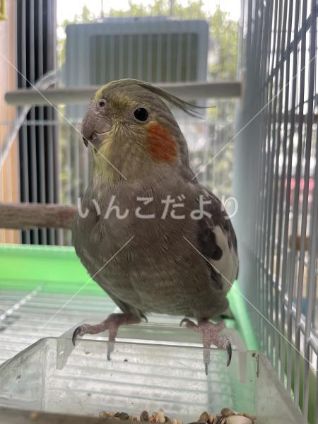 迷い鳥の写真