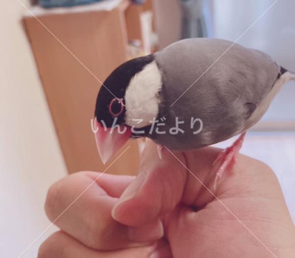 迷い鳥の写真