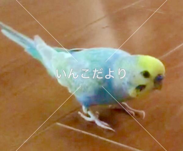 迷い鳥の写真