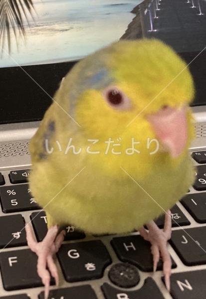 迷い鳥の写真
