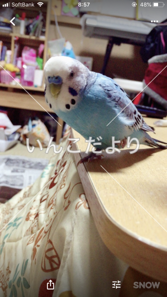 迷い鳥の写真
