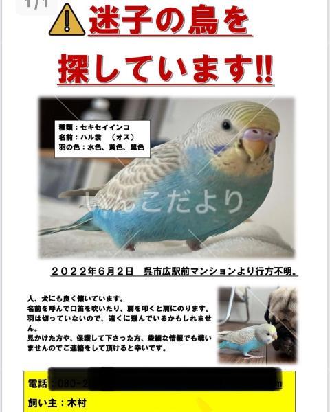 迷い鳥の写真