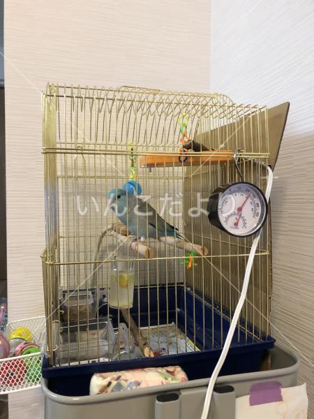 迷い鳥の写真