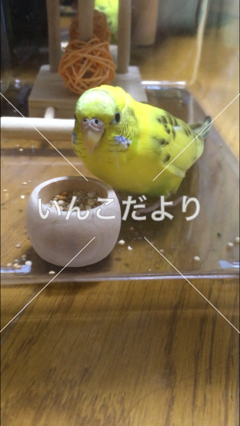 保護鳥の写真