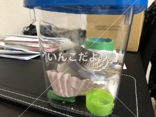 保護鳥の写真