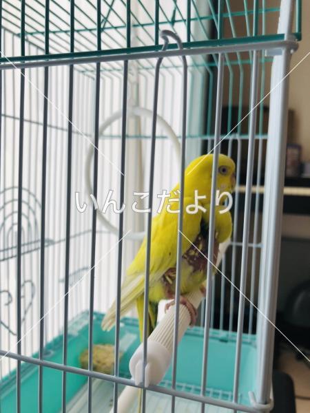 保護鳥の写真