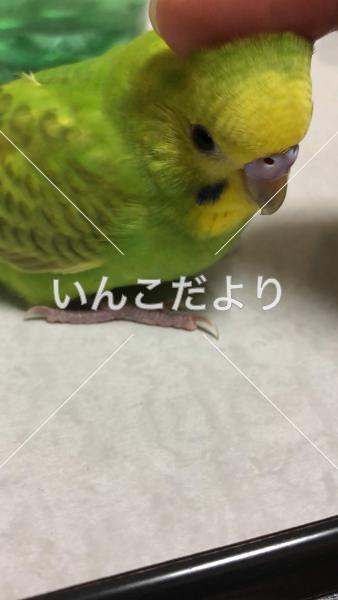 迷い鳥の写真