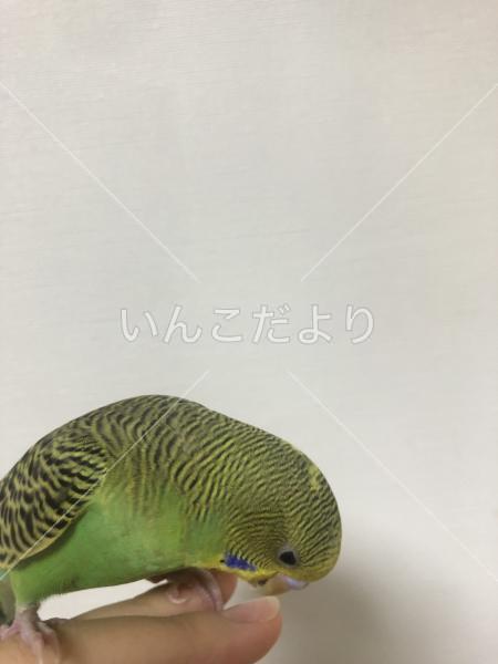 保護鳥の写真