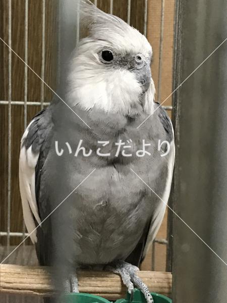 迷い鳥の写真