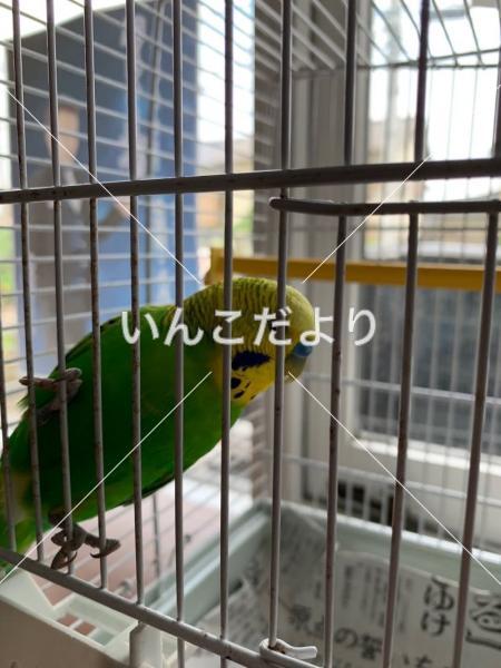 保護鳥の写真
