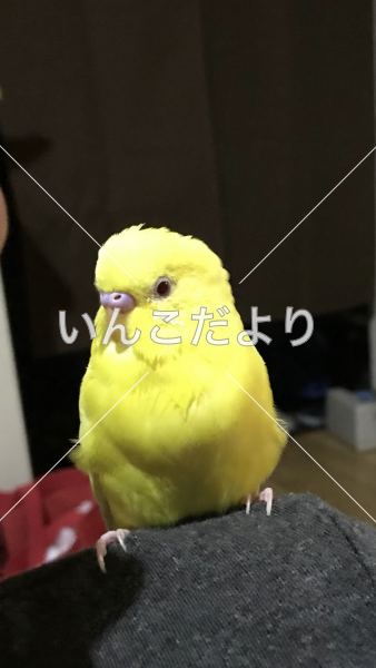 迷い鳥の写真